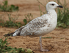 Larus armenicus